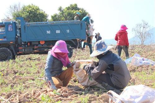 Hướng Hóa: Đẩy nhanh tiến độ thu hoạch các loại nông sản để hạn chế thiệt hại do mưa bão