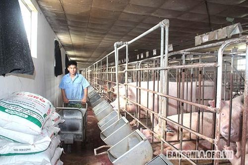 Chăn nuôi theo các chuỗi sản xuất liên kết khép kín