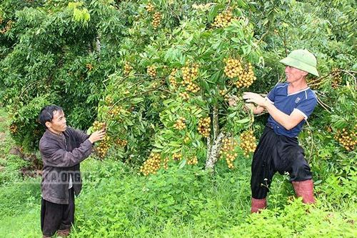 Trái ngọt bên dòng suối Quanh