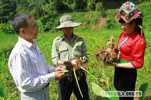 Đặc sản khoai sọ Thuận Châu