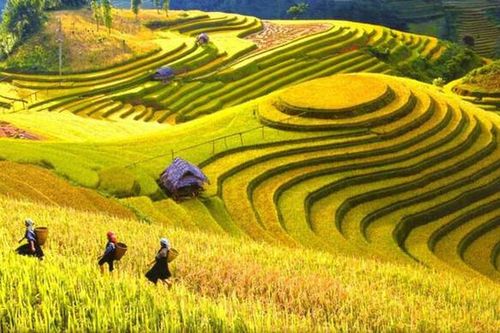 Mê hoặc mùa vàng trên những thửa ruộng bậc thang nơi rẻo cao Tây Bắc