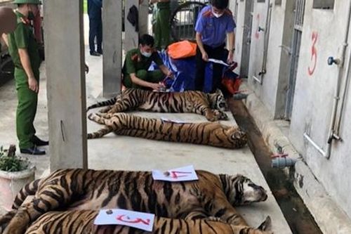 2 đơn vị đồng ý tiếp nhận 9 cá thể hổ thu giữ tại nhà dân ở Nghệ An