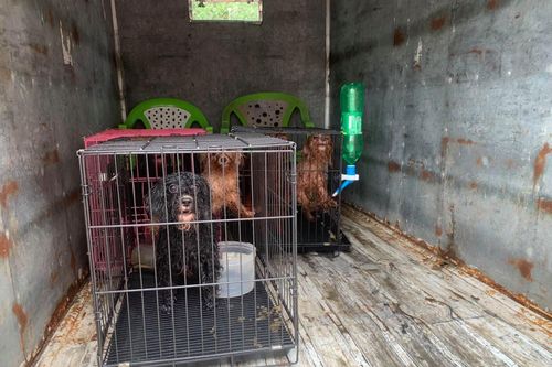 12 con chó của F0 ở Đồng Nai được cán bộ phường chăm sóc giúp