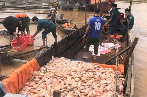 Hơn 750 tấn cá bè nuôi trên sông Đồng Nai chết bất thường