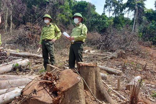 Cận cảnh tan hoang tại cánh rừng tự nhiên bị chặt hạ ở Tân Kỳ