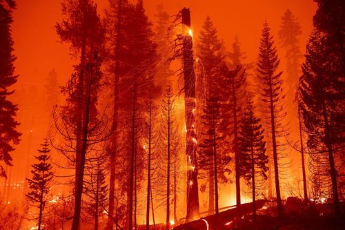 Mỹ: Hỏa hoạn lại thiêu rụi hơn 54km2 rừng tại bang California