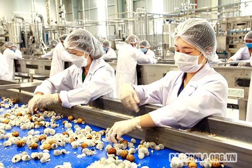 Đồng hành cùng doanh nghiệp, HTX, hộ kinh doanh phục hồi sản xuất