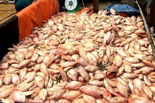 Hơn 750 tấn cá bè trên trên sông Đồng Nai bị chết vì mưa và thủy điện