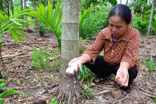 Loại cây ăn một nắm muối, trả một phân vàng