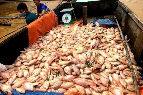 Hơn 750 tấn cá bè chết trương phình trên sông Đồng Nai