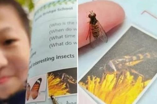 Nam sinh lớp 7 ở Trung Quốc nhận ra ảnh con ong trong sách giáo khoa thực ra là con ruồi