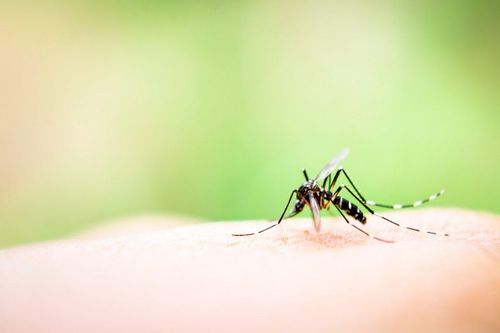 Bé gái 9 tuổi nguy kịch do mắc sốt xuất huyết