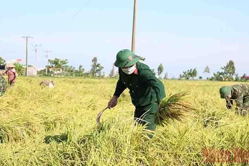 Hơn 400 bộ đội xuống đồng gặt lúa tránh bão ở Thái Bình