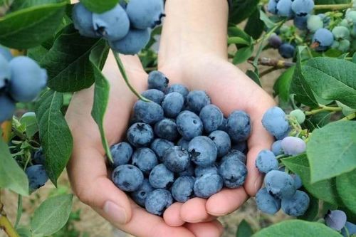 Công dụng bất ngờ của việt quất: giúp xương chắc khỏe