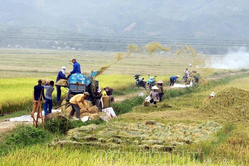 Huyện Điện Biên áp dụng cơ giới hóa trong sản xuất lúa