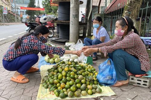 Đa dạng hóa giống quýt để kéo dài thời vụ