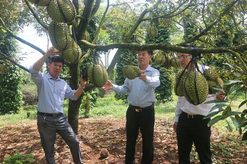 Tân Lâm đẩy mạnh đa dạng hóa cây trồng