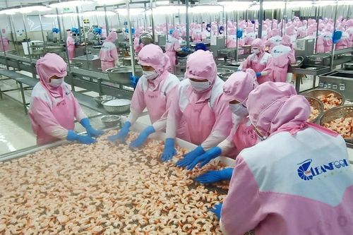 Giá tôm thẻ ở miền Tây tiếp tục tăng mạnh