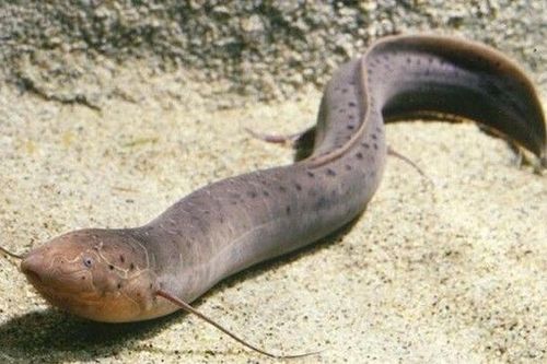 Siêu dị loài cá 'tung tăng' trên cạn, tuyệt thực 5 năm vẫn sống tốt