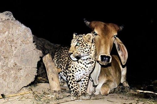 'Tình yêu' hy hữu giữa bò và báo