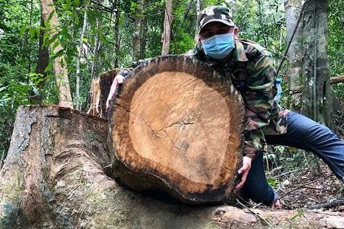Rừng phòng hộ đầu nguồn Quảng Ngãi liên tục bị khai thác trái phép