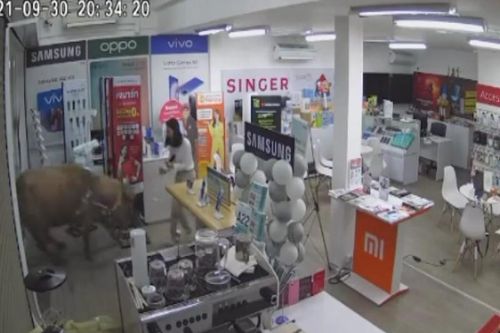 Chú trâu mộng lao thẳng vào cửa hàng điện tử khiến cô gái thót tim