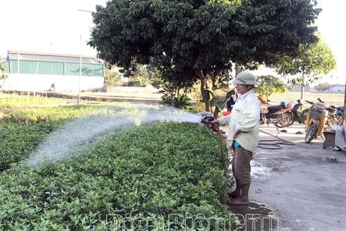 Huyện Điện Biên tập trung sản xuất cây trồng vụ Đông