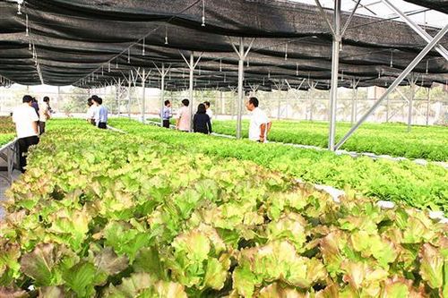 Một dự án nông nghiệp công nghệ cao hơn 3 năm chưa triển khai trên thực địa