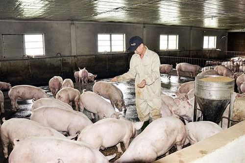Ổn định đàn vật nuôi trong bối cảnh dịch bệnh