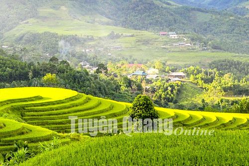 Những cánh đồng nổi tiếng ở huyện vùng cao Lâm BìnhKhám phá Pob Zeb Txawb ở Trung MinhChiêm ngưỡng vẻ đẹp hang Khuổi PínDu lịch trên bản MôngRực rỡ đường hoa Thổ BìnhMùa lê ngọt Hồng TháiNhãn Bình Ca mất giá dù bội thu