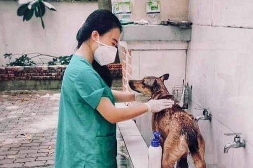 Cô gái ở TP.HCM chăm sóc chó, mèo cho F0 tại khu cách ly