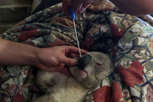 Australia thử nghiệm vaccine ngừa bệnh Chlamydia trên gấu túi Koala