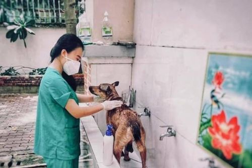Nữ tình nguyện viên chăm sóc chó, mèo cho bệnh nhân F0