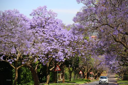 Pretoria - thành phố hoa phượng tím của Nam Phi