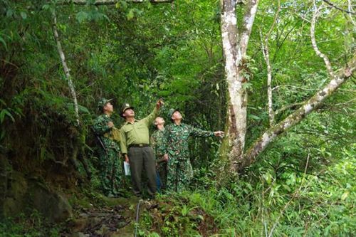 Việt Nam sẽ trồng mới 20.000 ha rừng trong giai đoạn 2021 - 2030