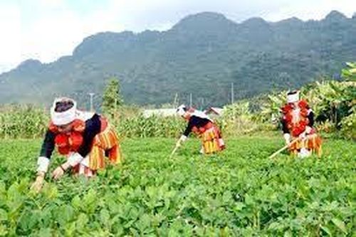 Chương trình mục tiêu quốc gia phát triển KTXH vùng đồng bào dân tộc thiểu số: Phấn đấu thu nhập bình quân tăng trên 2 lần