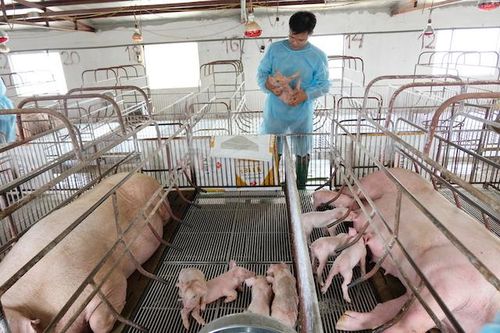 Kiểm soát tốt dịch tả châu Phi, bảo đảm nguồn cung thịt lợn những tháng cuối năm