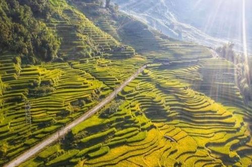 Lào Cai: Thung lũng ruộng bậc thang Thề Pả mùa lúa chín