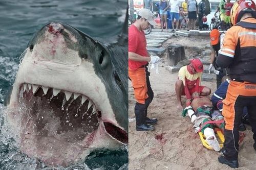 Mạo hiểm bơi ở vùng biển có cá mập, chàng trai bị cắn đứt 'của quý'