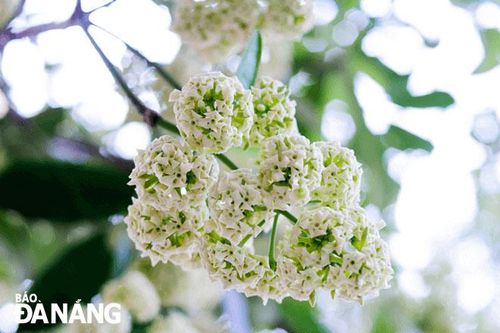 Hương xưa kỷ niệm...
