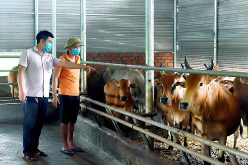 Chư Sê: Tăng đàn bò phục vụ thị trường cuối năm