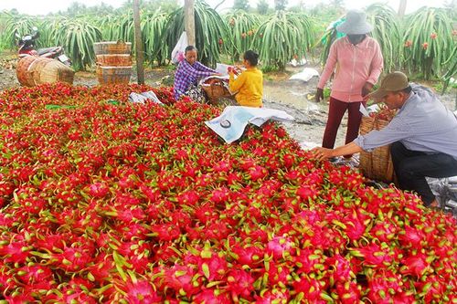 Vựa trái cây Nam Bộ chuẩn bị hàng cuối năm