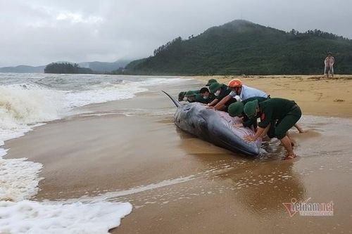 Cá voi dài 10m còn sống bị sóng đánh dạt vào bờ biển TT-Huế