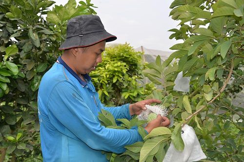 Châu Thành: Đẩy mạnh chuyển dịch cơ cấu nông nghiệp