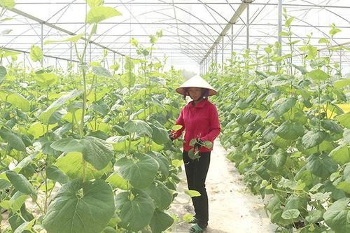Thu hút 110 dự án đầu tư vào lĩnh vực nông nghiệp
