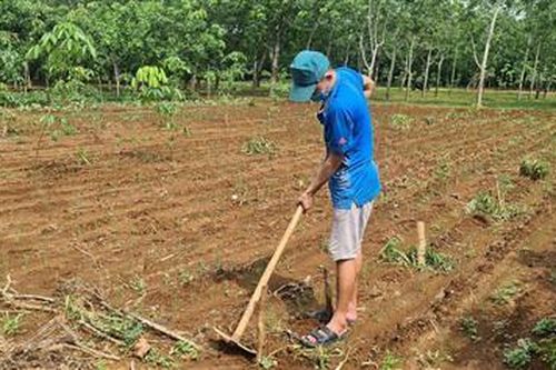 Vĩnh Linh: Đưa giống cao su mới vào sản xuất