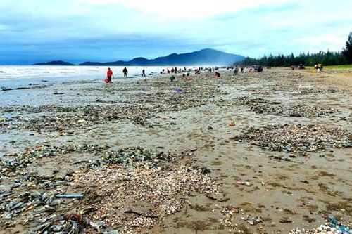 Người dân Hà Tĩnh đổ xô đi nhặt 'lộc biển'