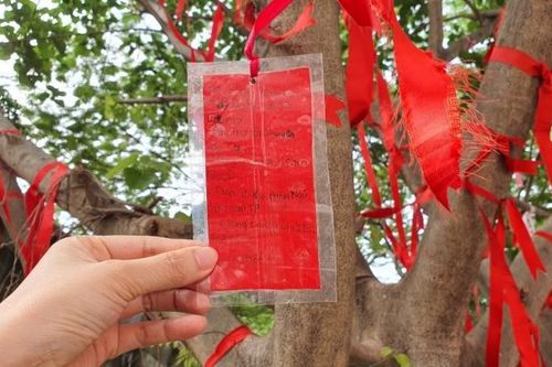 Học sinh thích thú về 'cây điều ước' giữa sân trường
