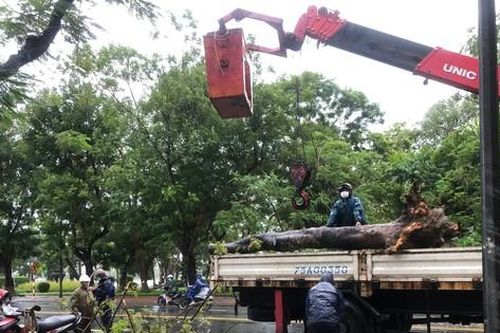 Nam thanh niên bị cây đè tử vong khi đang chạy xe máy trên đường