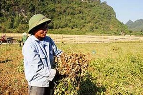 Người dân tăng thu từ trồng lạcTin khácThành phố Lạng Sơn: Vững bước trên đường phát triểnDoanh nghiệp Lạng Sơn: Xây dựng, phát triển văn hóa doanh nghiệp